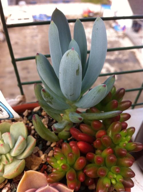 »ÆºÓ·â¶³Ëٶȼӿ쳤¶È´ïµ½631.3¹«Àï ǧÀï×·±ù¼Ç