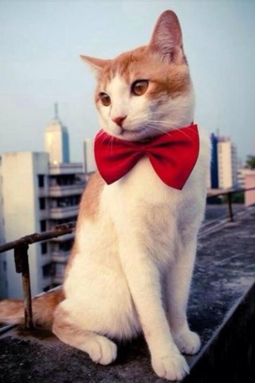 ¡°Ð¡·¹²Ë¡±¡°µ¥ÈË×ù¡±¡ÒßÇéÒý±¬¸öÐÔ»¯²ÍÒûÐèÇó