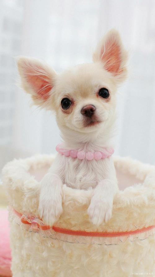 ºþ±±ÏåÑôÒ»Åú´ÎÀä¶³ÉúÄÏÃÀ°×ϺÍâ°ü×°³ÊÈõÑôÐÔ