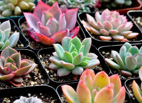 վƻش羳Ĳ 永ʽ4.4