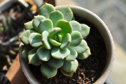 “小饭菜”“单人座”…疫情引爆个性化餐饮需求