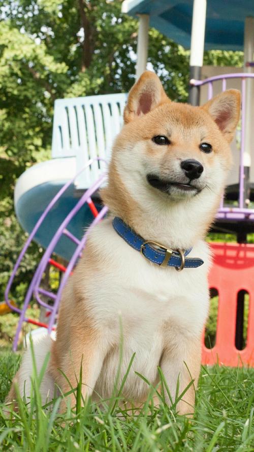 ´ºÔË£ü12306ÊÛÆ±ÌáǰÁË 60ËêÒÔÉÏÂÿÍÓÅÏÈÅÅÏÂÆÌ