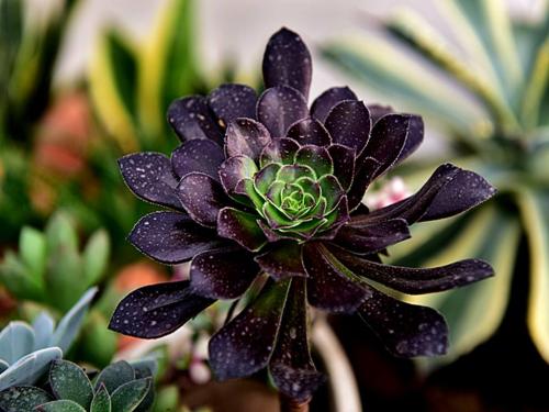 ÎÚ¿ËÀ¼ÏòÖз½¶©¹º191Íò¼ÁÖйú²úйÚÒßÃç